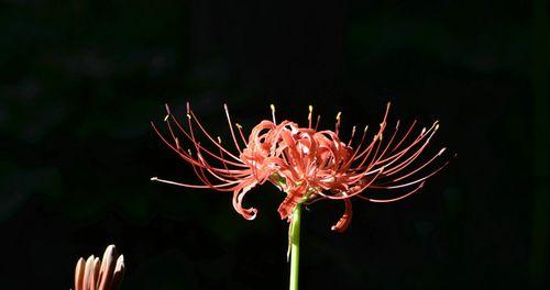 黑色彼岸花（探寻黑色彼岸花的神秘花语）