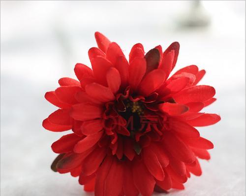 红色太阳花（在花海中绽放的红色太阳花）