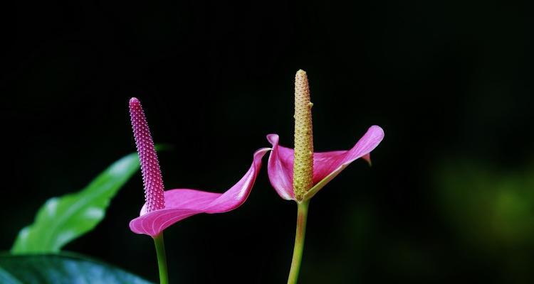 红掌花语（传承千年的红掌花语）