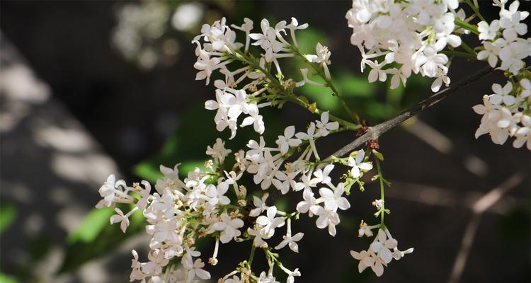 以花叶丁香的花语为主题的文章（花语传递爱的心愿）