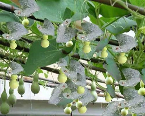 盆栽小葫芦怎么养护（葫芦的种植和养护）