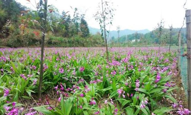 白枫树种子如何播种（白枫树种子种植方法和时间）