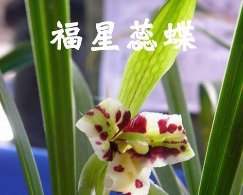 兰草怎么养（兰花养殖方法与技巧）