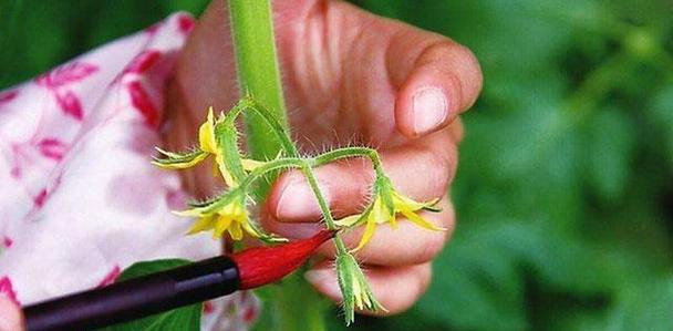 怎么种植西红柿（西红柿的栽培技术要点）