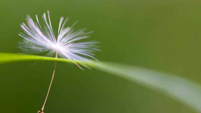 植物传播种子的方法有哪些（10种植物的传播方式介绍）