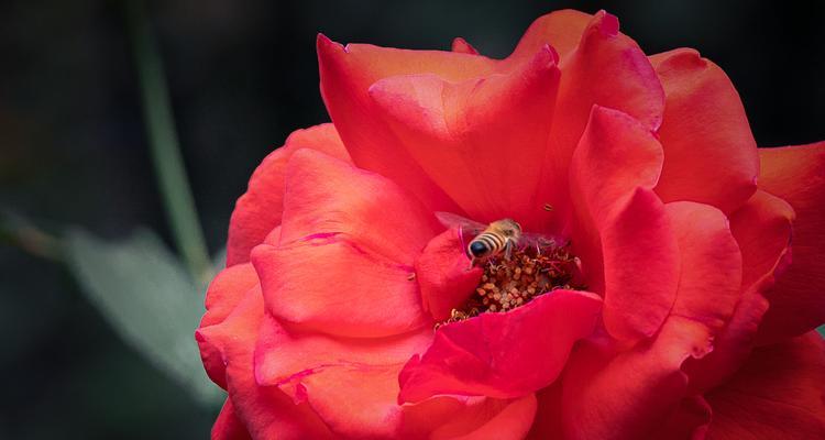 月季花（浪漫花卉中的─月季花）