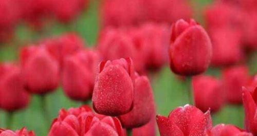 郁金香的花语——春节的象征（寓意丰富的郁金香）
