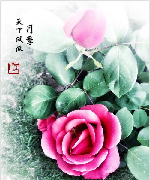 芙蓉月季，情意绵绵（婉约而高贵）