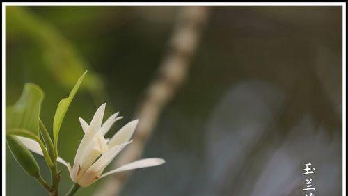 白兰花（探索白兰花的花语和寓意）