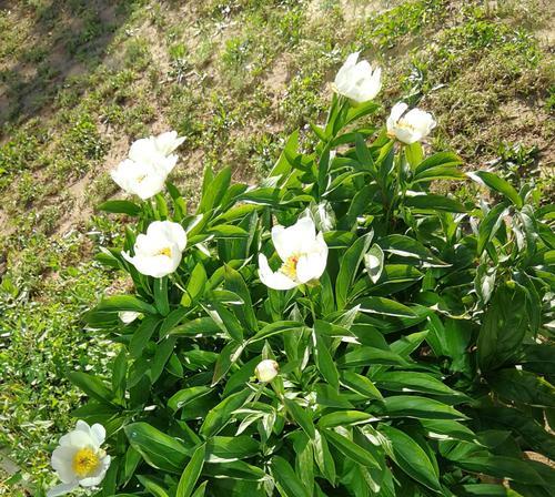 白芍花（传说中的白芍花与它的花语）