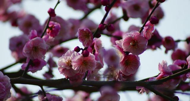 优雅之美——兰花与竹子与冬梅的寓意（秀雅与坚韧的对比——兰花与竹子与冬梅之美）