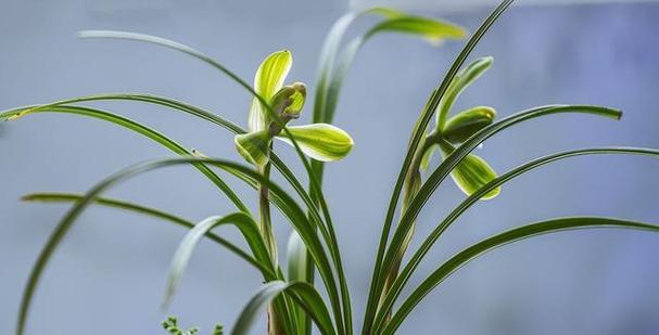 优雅之美——兰花与竹子与冬梅的寓意（秀雅与坚韧的对比——兰花与竹子与冬梅之美）