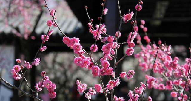 优雅之美——兰花与竹子与冬梅的寓意（秀雅与坚韧的对比——兰花与竹子与冬梅之美）