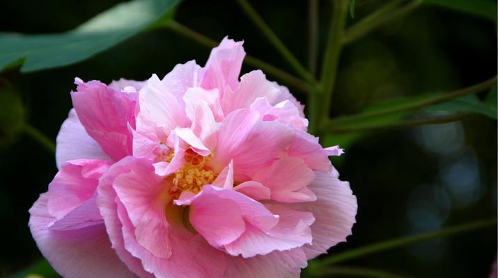 木芙蓉的花语（探寻木芙蓉的花语之美——祝福）