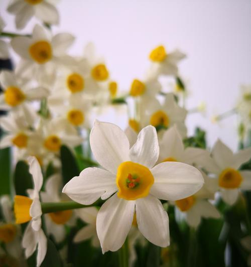 水仙花（探寻水仙花的独特魅力与象征意义）