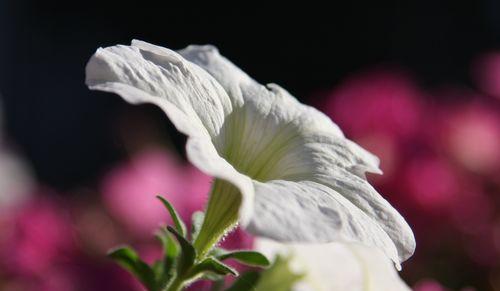 矮牵牛花的花语与寓意（用心品味）