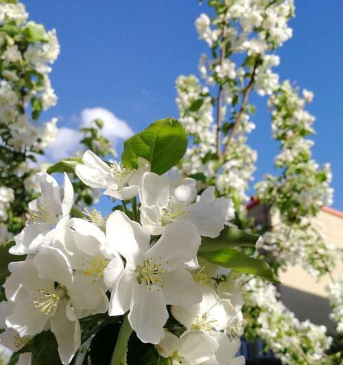 白色海棠花语（探索白色海棠花的意义与美感）