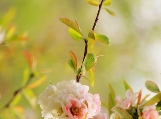 白色海棠的花语与美丽传说（清新芬芳）