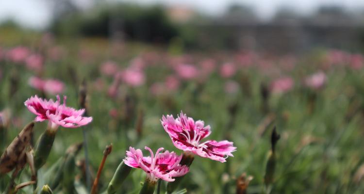 常夏石竹花语——传递永恒的爱与美（常夏石竹）