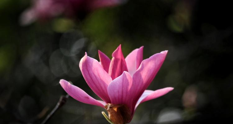 粉色玉兰花（优雅高贵）