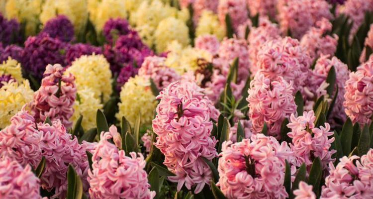 风信子的花语与重生主题（用风信子花语诠释生命的重生与希望）