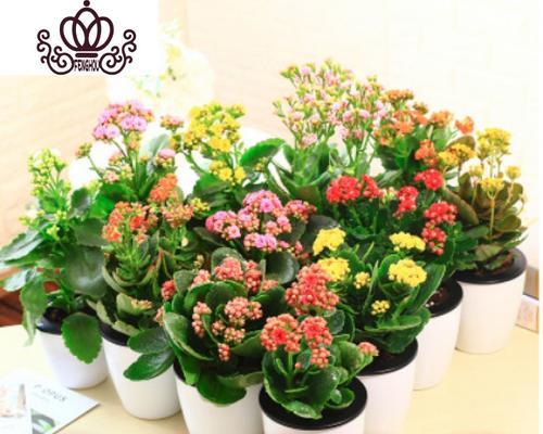 室内植物装饰的意义（增加舒适度与提升空气质量的绿色居家生活）