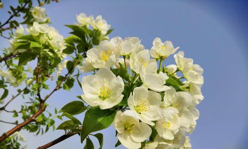 海棠花的花语及寓意（揭示海棠花背后的15种花语和象征意义）