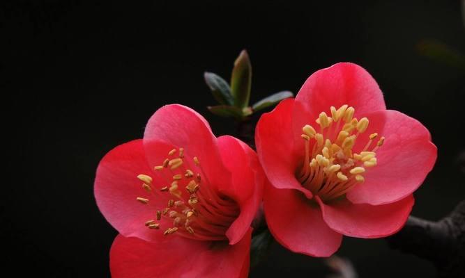 海棠花花语-美丽与坚强的象征（探寻海棠花的花语及其文化内涵）