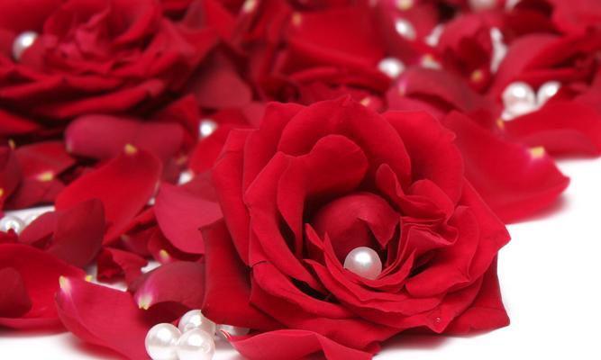 黑红玫瑰花的深情花语（揭秘黑红玫瑰花所传达的浓烈爱意与神秘情感）