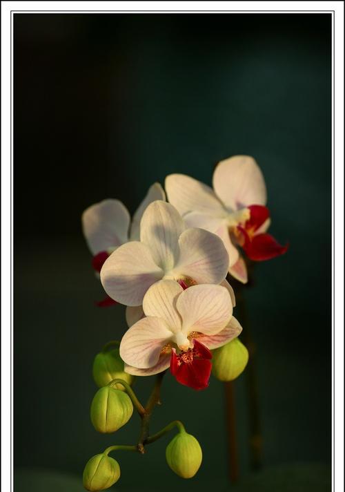 蝴蝶兰花开（缤纷绽放的美丽）