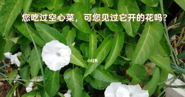 空心菜怎么管理高产（详解空心菜栽培技术）