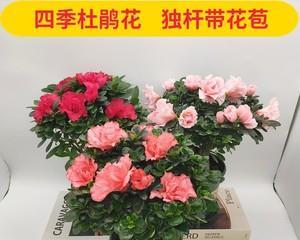 杜鹃花怎么修剪（杜鹃花的修剪方法图解）