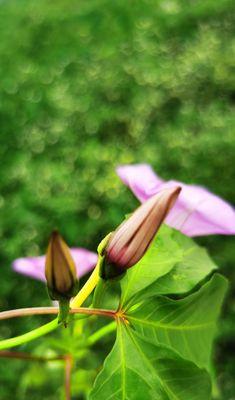 牵牛花什么季节开（观赏牵牛花花期简介）