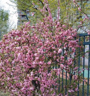 榆叶梅花期一般有多少天（了解榆叶梅的开花时间）