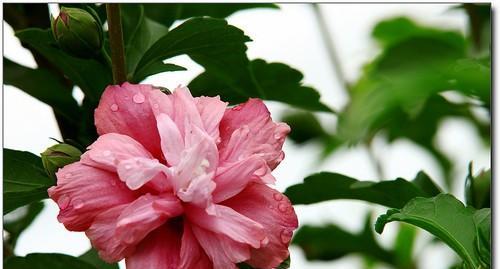 芙蓉花在什么季节开花（有关芙蓉花的花期季节）