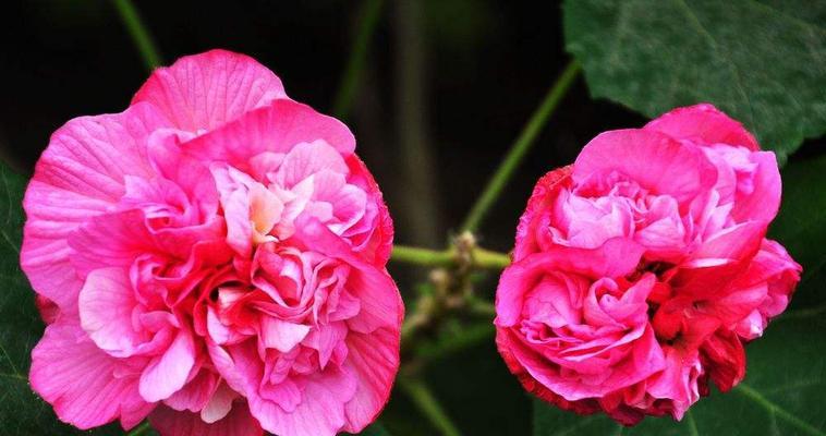 芙蓉花在什么季节开花（有关芙蓉花的花期季节）