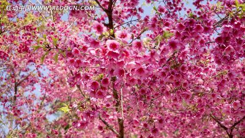 樱花树长什么样（有关樱花树特征简介）