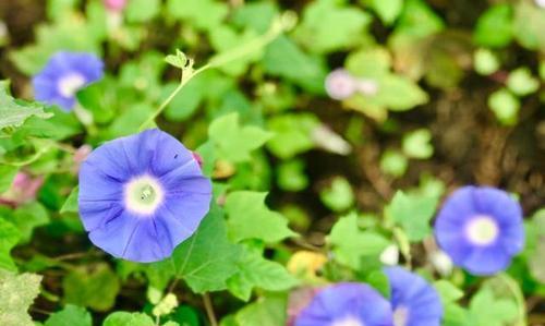 牵牛花八月份还能种吗（牵牛花种植时间和方法）