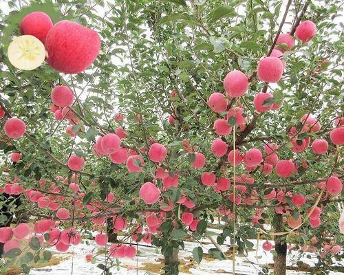 苹果树苗种植时间（如何选择适合的时间种植苹果树苗）