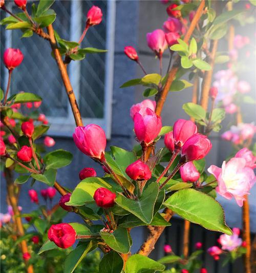 海棠花几月份开花（了解海棠花开花季节）