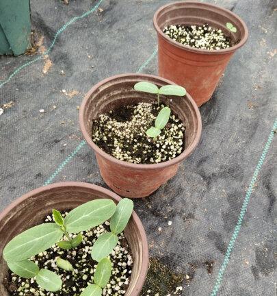 葫芦种子怎么催芽（葫芦的正确种植方法）