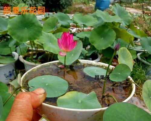 睡莲种子怎么水养（水培睡莲的种植方法）