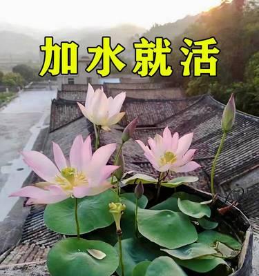 睡莲种子怎么水养（水培睡莲的种植方法）