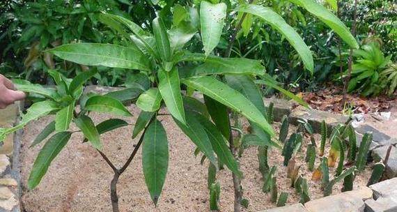 芒果怎么种盆栽（芒果树盆栽的种植方法）