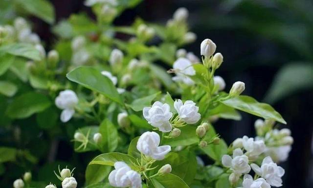 茉莉花的种植方法及养护（打造迷人花园）