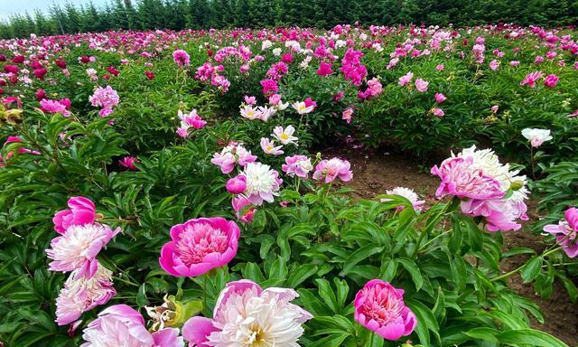 芍药花适合什么时候种植（有关芍药花栽培技术）