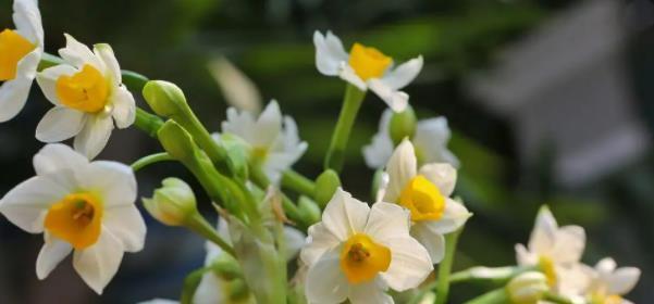 水仙花如何种植（水仙花的种植时间和方法）