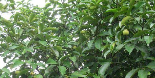 山竹果树适合种植什么地区（山竹种植技术和条件）