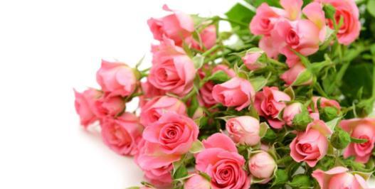 粉红色玫瑰的花语（爱与温柔的象征——粉红色玫瑰）