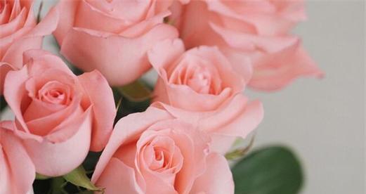 粉玫瑰的花语（唤起浪漫情感）